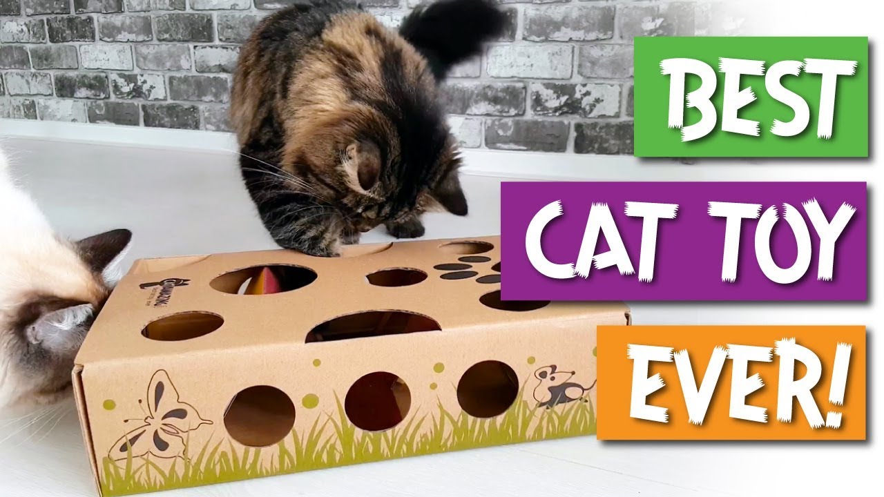 Cat Amazing MEGA – Cat Treat Puzzle Box – Interactive Treat Maze – Cat  Puzzle Feeder – Treat Box for Indoor Cats – Enrichment Food Toy – Best Cat  Toy