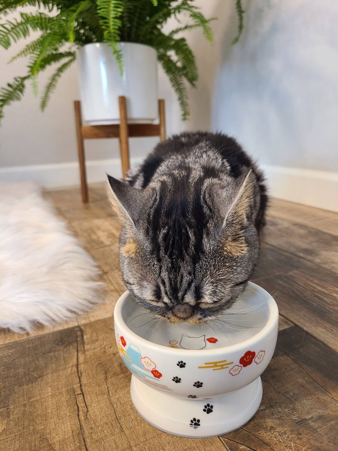 Necoichi Raised Cat Water Bowl Limited Edition Mount Fuji